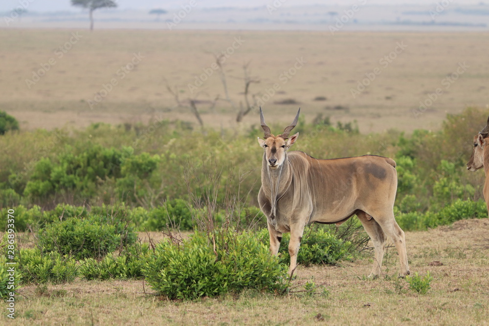 Eland bull, Masai Mara National Park, Kenya. Eland bull, Masai Mara National Park, Kenya.