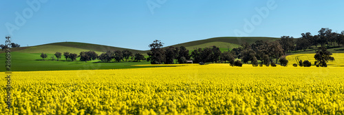 Canola fields near Benalla in Spring, Victoria, Australia