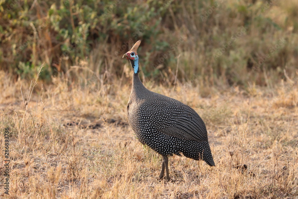 Guinea fowl, Masai Mara National Park, kenya. Guinea fowl, Masai Mara National Park, kenya.