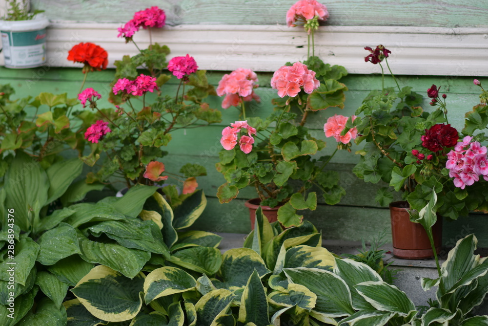flowers in greenhouse