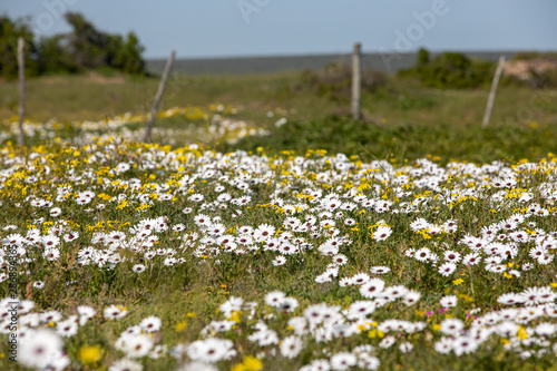 Wild Flowers around Paternoster, Western Cape