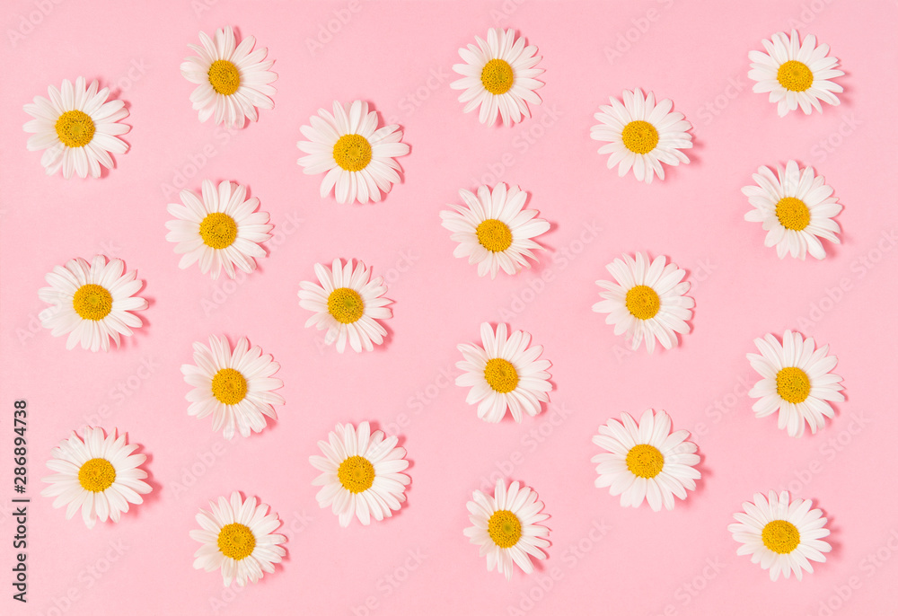 Chamomile daisy flowers pink paper background Floral flat lay