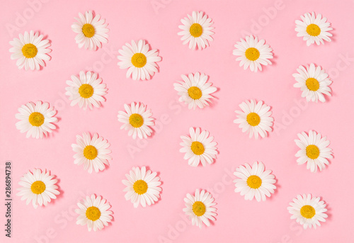 Chamomile daisy flowers pink paper background Floral flat lay