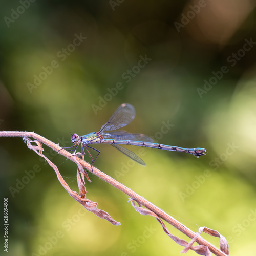 Willow Emerald Damselfly, Chalcolestes viridis / parvidens. Profile. Aka Western willow spreadwing. photo