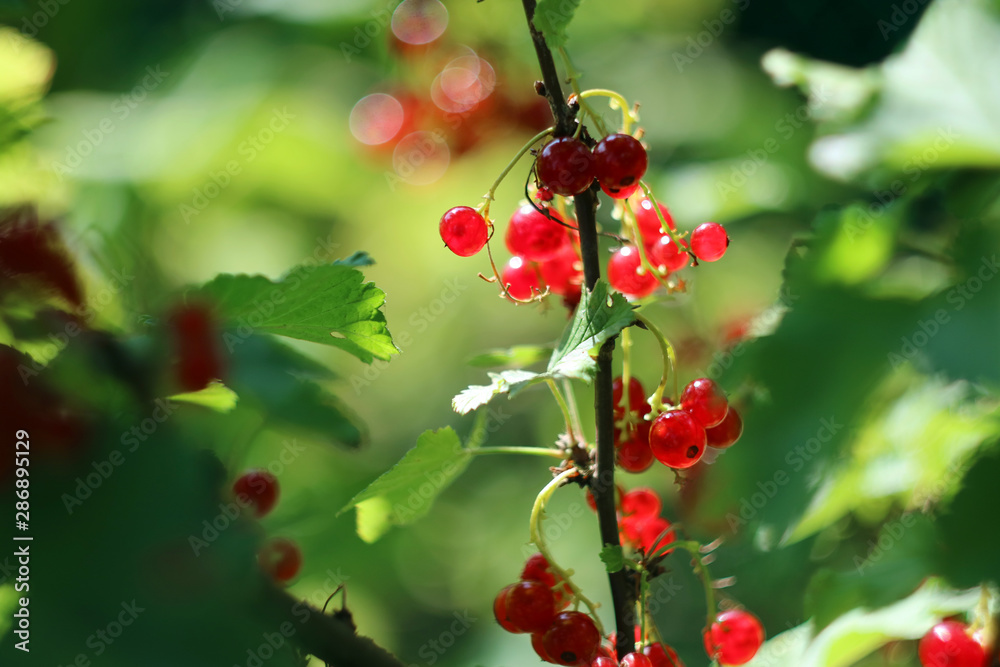 berries of red currant on branch berries of red currant on branch