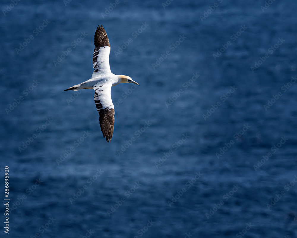 Fototapeta premium Northern Gannets