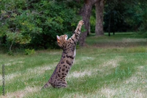 Bengal cat jumping in the garden, beautiful pet trying to catch something © Pascale Gueret