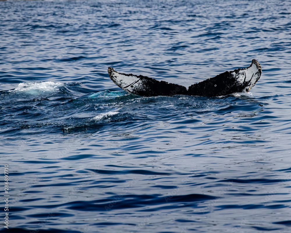 Fototapeta premium Whales