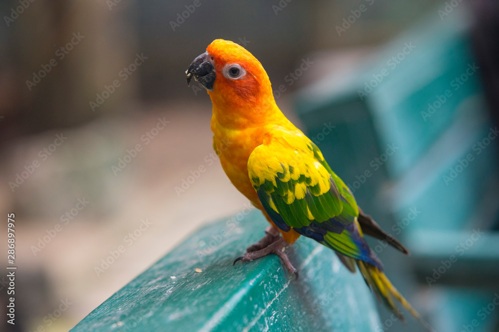 Obraz premium Beautiful Sun Conure Parrot bird