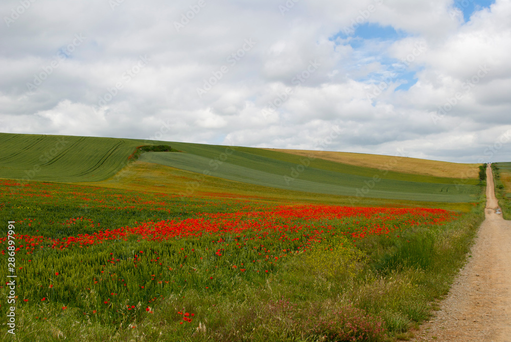 Red poppy flowers in a field and path towards the horizon.