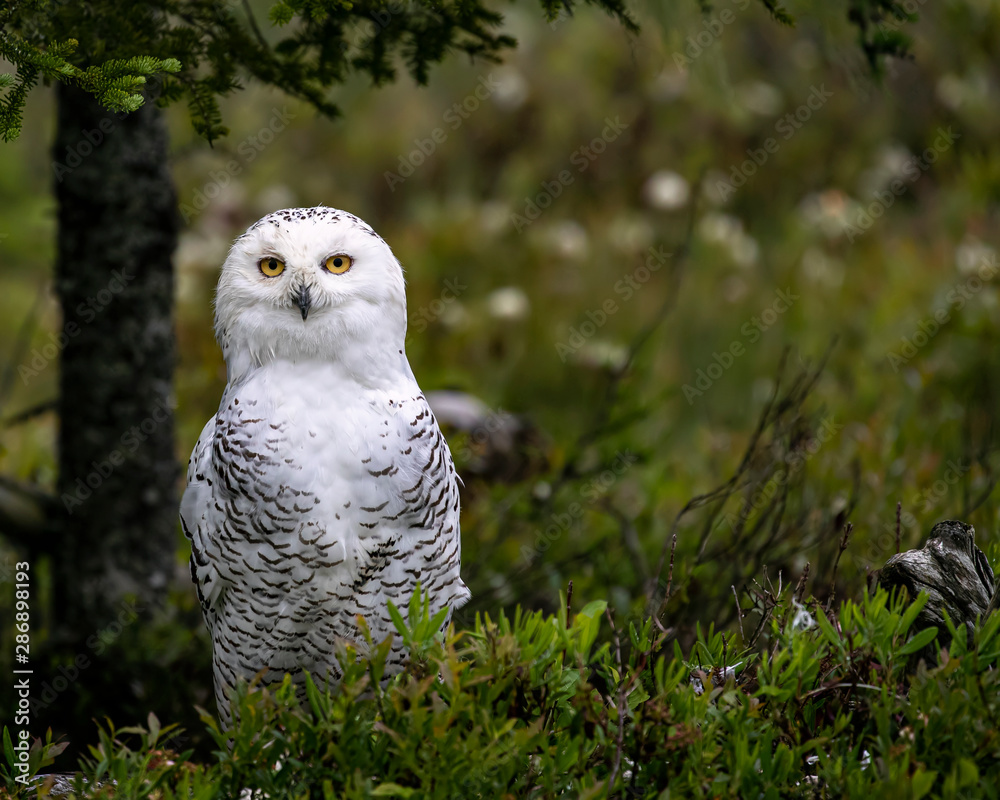 Snowy Owl