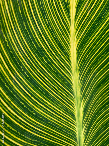 close up of green and yellow leaf with line pattern