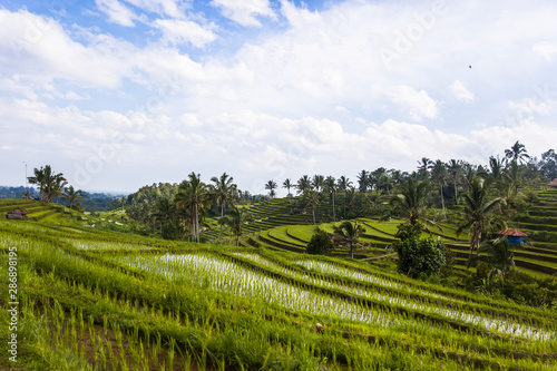 Fototapeta Naklejka Na Ścianę i Meble -  Rice fields of Jatiluwih in southeast Bali