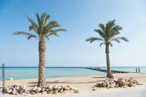 Palm trees by the beach at Soma bay, Hurghada, Egypt