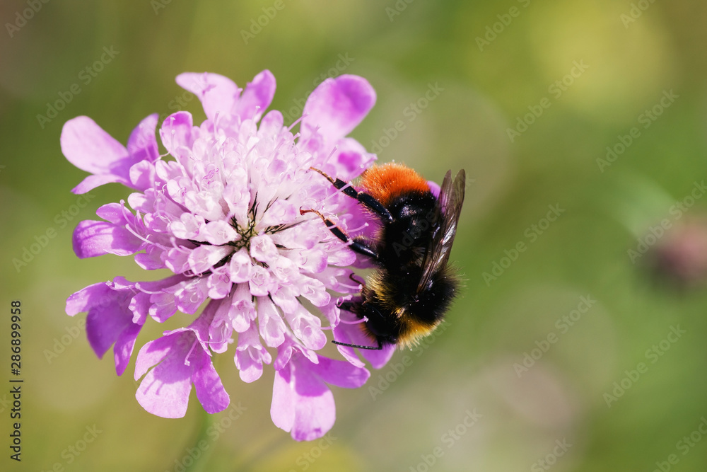 Bumblebee on a pink flower closeup Bumblebee on a pink flower closeup