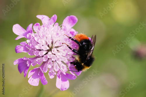 Bumblebee on a pink flower closeup © Natalia