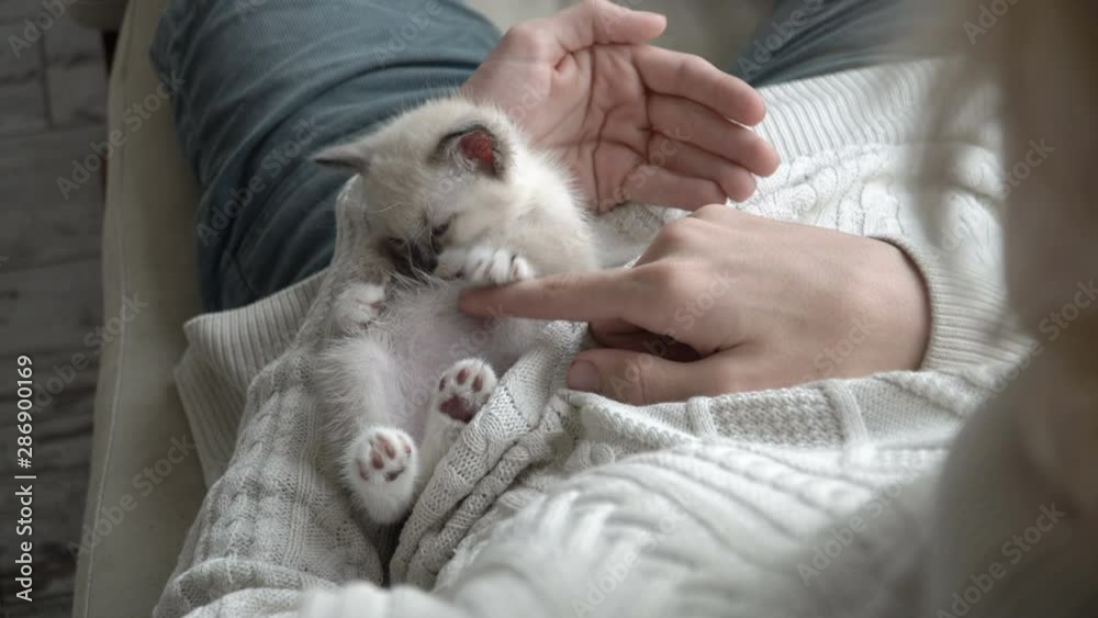 Man stroking the cat Man stroking the cat