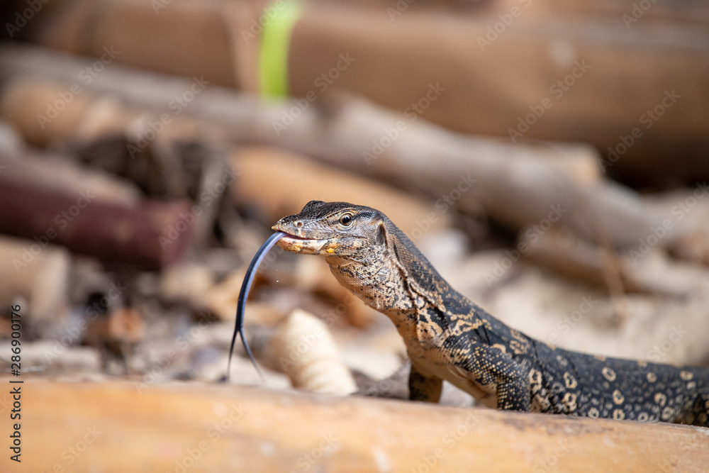 Fototapeta premium Asian water monitor, Thailand.