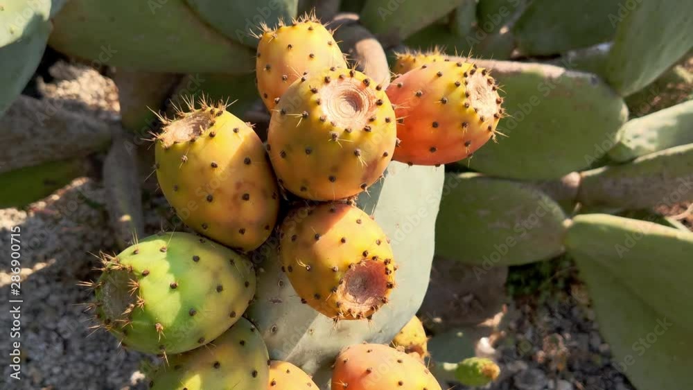 Prickly pears on a cactus plant Prickly pear cactus close up with fruit in red color, cactus spines. yellow fruits. Close up Prickly pears on a cactus plant Prickly pear cactus close up with fruit in red color, cactus spines. yellow fruits. Close up