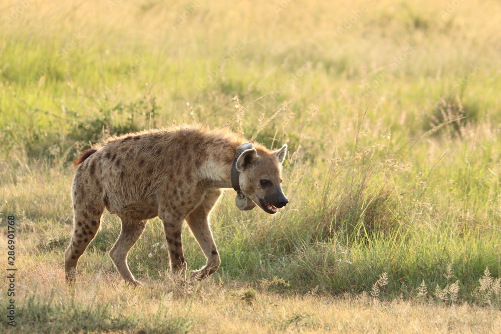 Spotted hyena with GPS collar, Masai Mara National Park, Kenya.