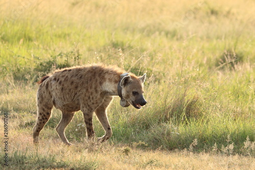 Spotted hyena with GPS collar, Masai Mara National Park, Kenya.