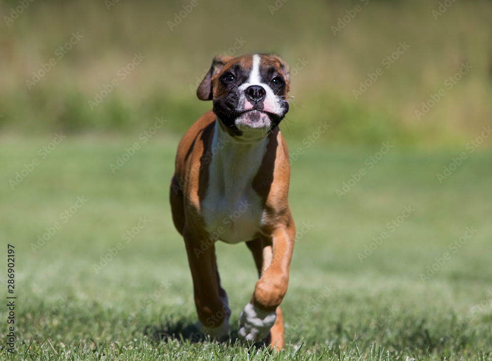 Purebred Boxer puppy dog running in a meadow on a warm sunny summer day.