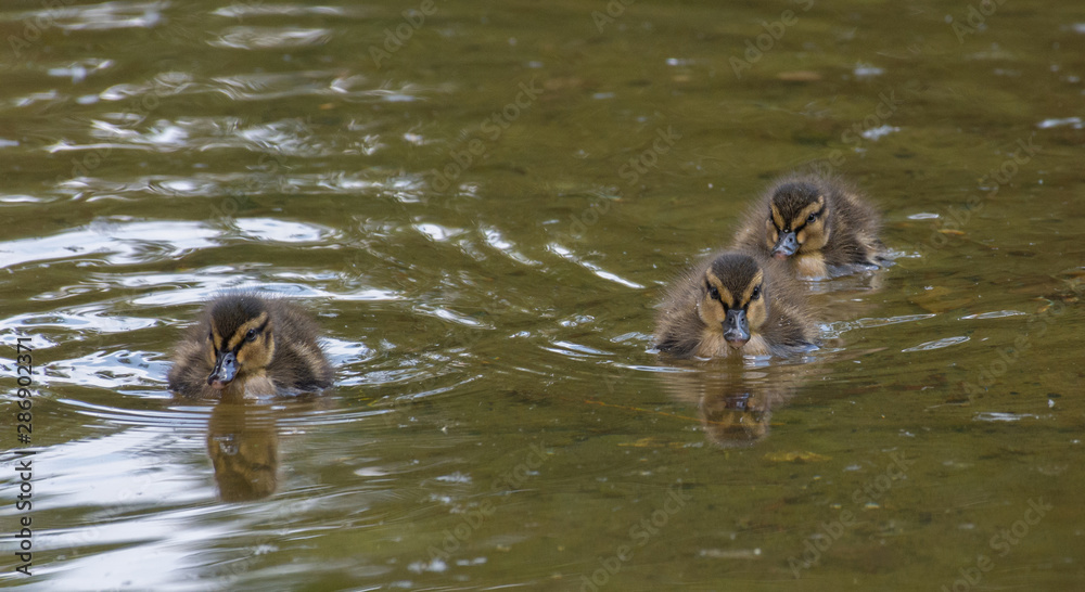 Beautiful and cute Mallard ducklings (Anas platyrhynchos, Anatidae) in waters of a lake. Beautiful and cute Mallard ducklings (Anas platyrhynchos, Anatidae) in waters of a lake.