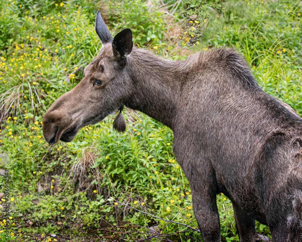 Fototapeta premium Moose