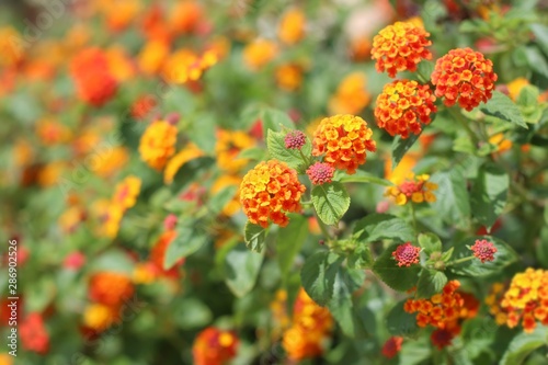 Tableau sur toile Beautiful lantana flowers in the garden