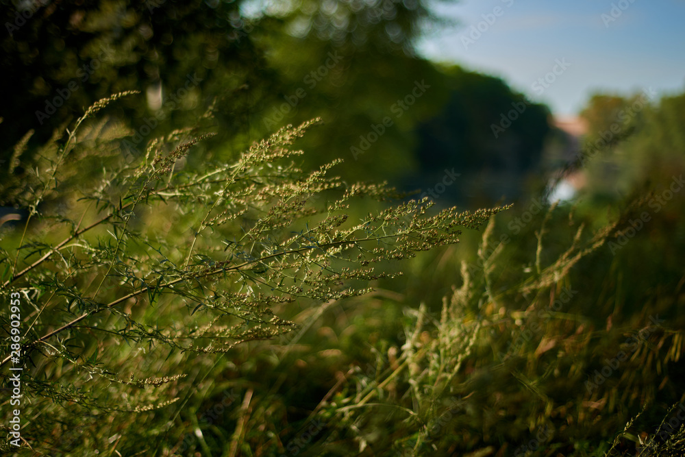 Green, greens, green grass, sun, sunset, sun sunset, evening, sky, blue sky, river, river in the distance, bokeh, foreground, end of summer, Siberia, Khakassia, Abkakan. Green, greens, green grass, sun, sunset, sun sunset, evening, sky, blue sky, river, river in the distance, bokeh, foreground, end of summer, Siberia, Khakassia, Abkakan.