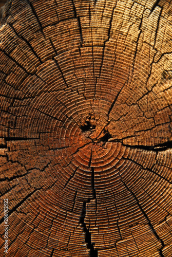 The pattern of a big tree bark