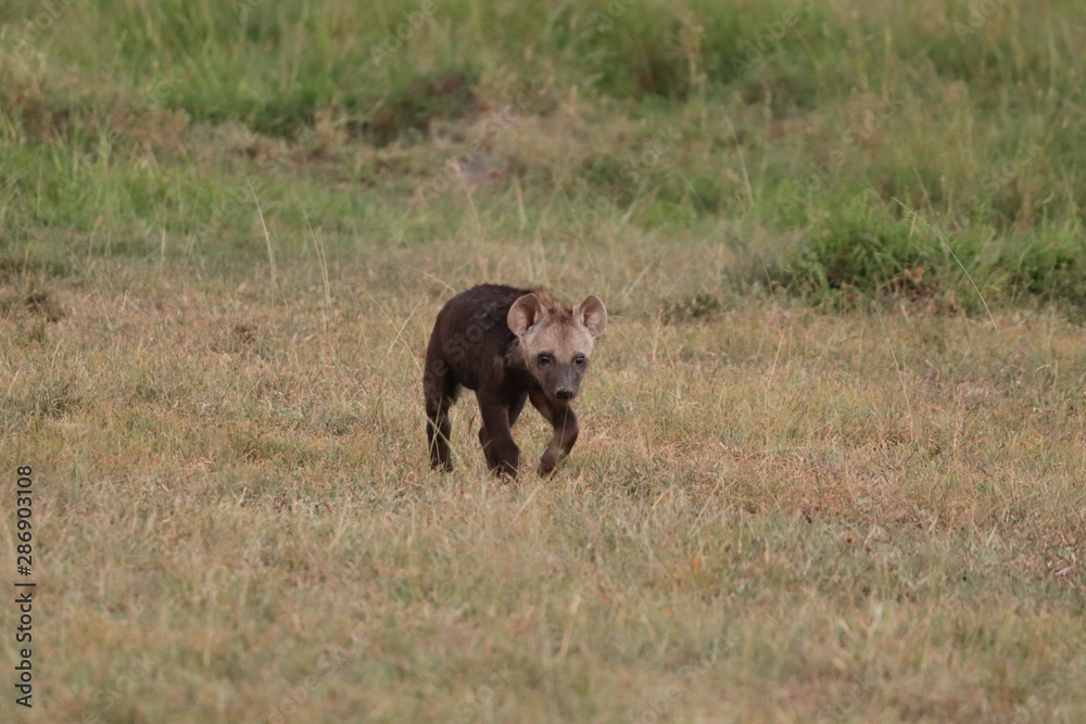 Spotted hyena cub walking, Masai Mara National Park, Kenya. Spotted hyena cub walking, Masai Mara National Park, Kenya.