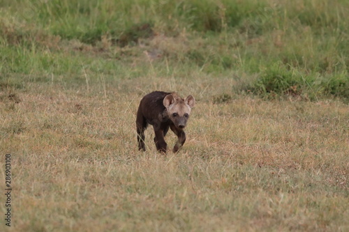 Spotted hyena cub walking, Masai Mara National Park, Kenya.