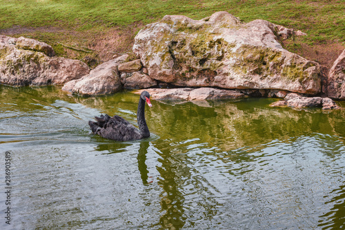 Black swan, Cygnus atratus is floating on the lake. Concept of wild animals world