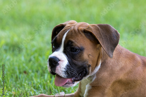 Purebred Boxer puppy dog laying in the grass on a warm sunny summer day. © geraldmarella