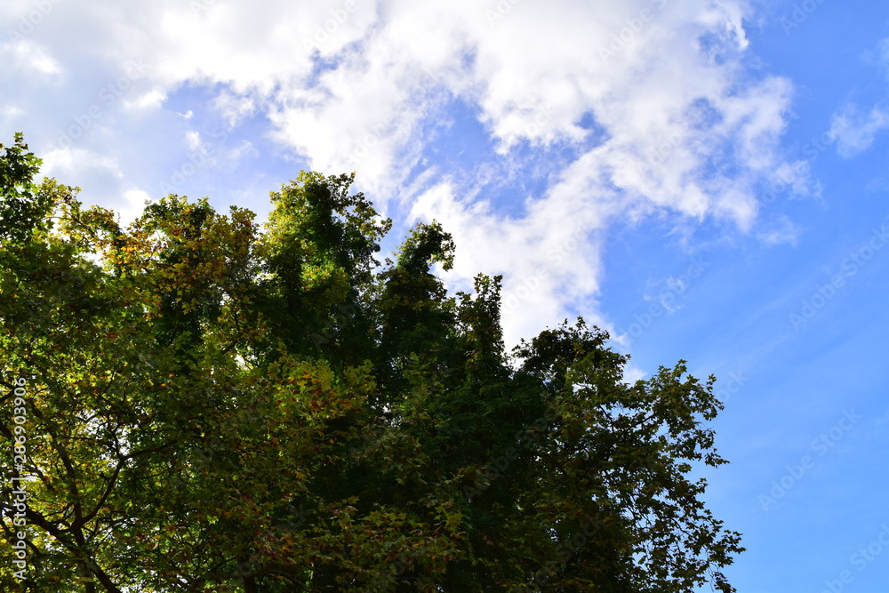 Arbol y cielo Arbol y cielo