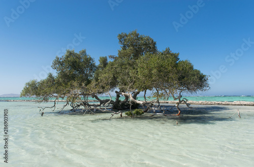 Mangrove tree at Al Qulaan, Wadi El Gemal protectorate, Marsa Alam, Red Sea, Egypt