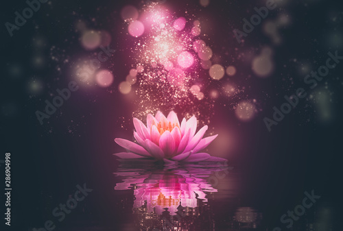 Obraz na plátně lotus reflection pink lighting purple background