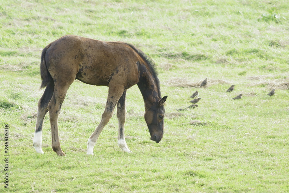 Fototapeta premium horse in a meadow