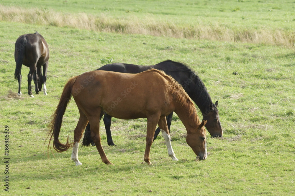 two horses grazing in the meadow two horses grazing in the meadow