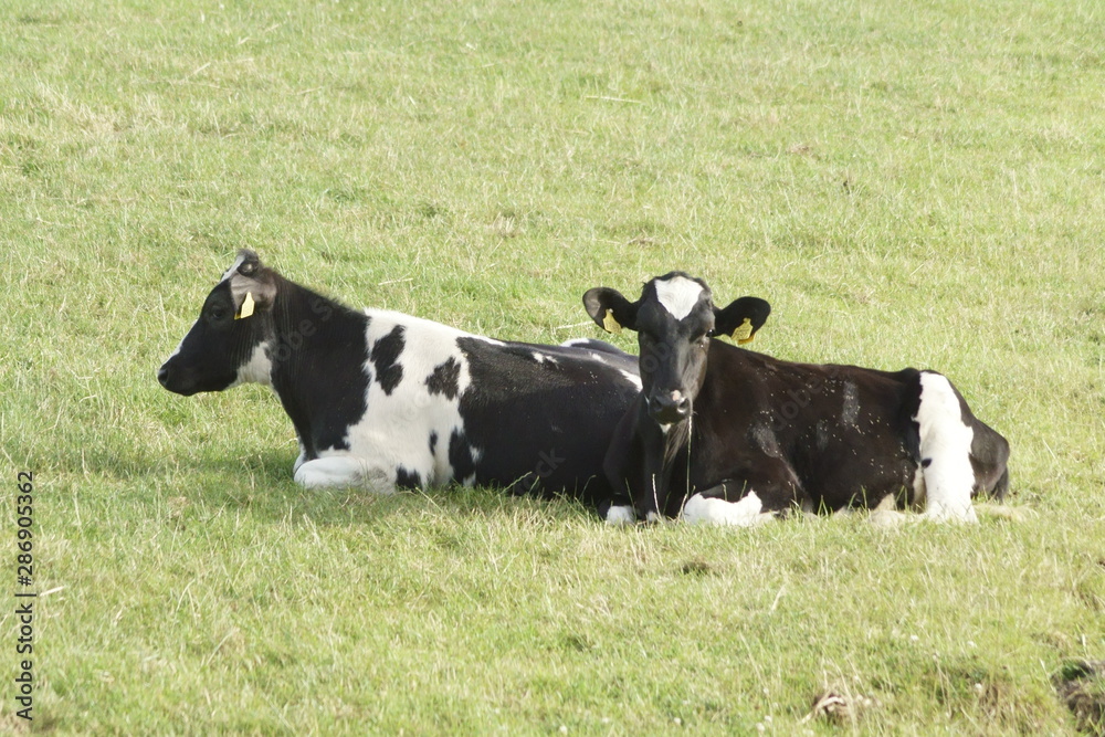 cow in a field