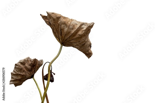 Billede på lærred lotus seed pod and leaf withered isolated on white background