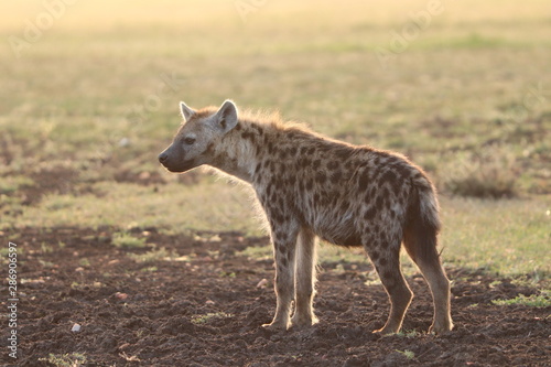 Spotted hyena in the sun light  Masai Mara National Park  Kenya.