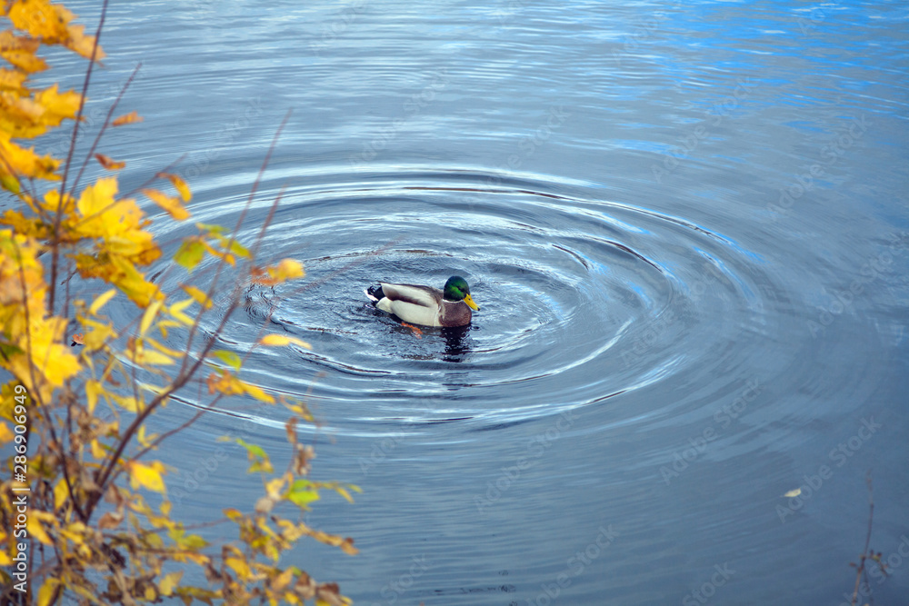 A Duck floating in a pond with a branch of yellow autumn leaves and circles on the water. A Duck floating in a pond with a branch of yellow autumn leaves and circles on the water.