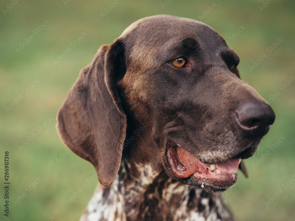 German pointer dog portrait with shallow depth of field