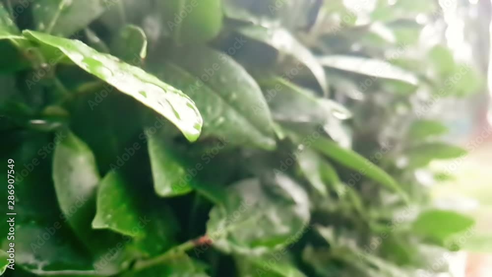detail of green leaf and wet when raining drops falling down, slow motion detail of green leaf and wet when raining drops falling down, slow motion