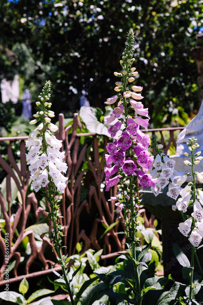 snapdragon flowers in a garden