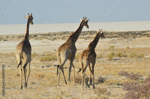 Namibia (2019) - Etoscha N. P. © MariaPatrizia