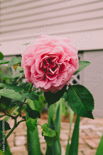 vintage image of a pink single rose