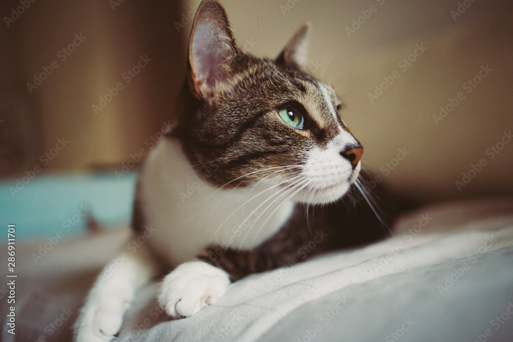 Cute curious domestic cat on bed